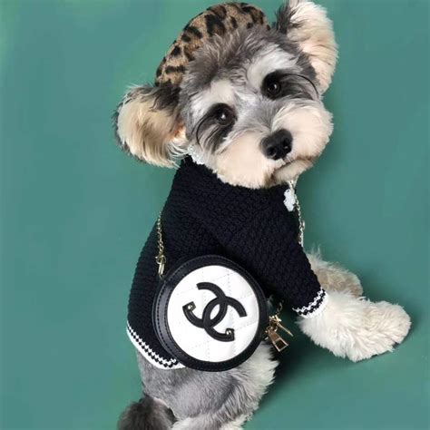 chanel dog shirt|Chanel dog clothes uk.